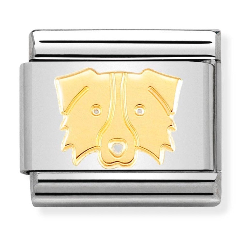 Classic Gold Border Collie